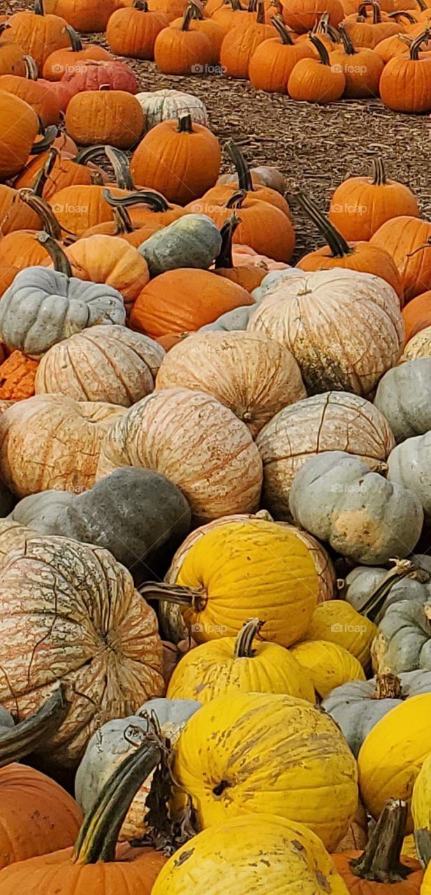 colorful variety of Fall pumpkins on a farm in Oregon