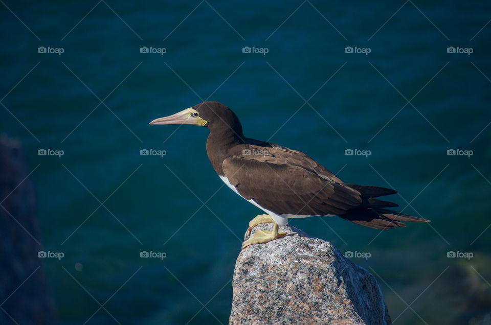 Black bird on rocks. Sea background 