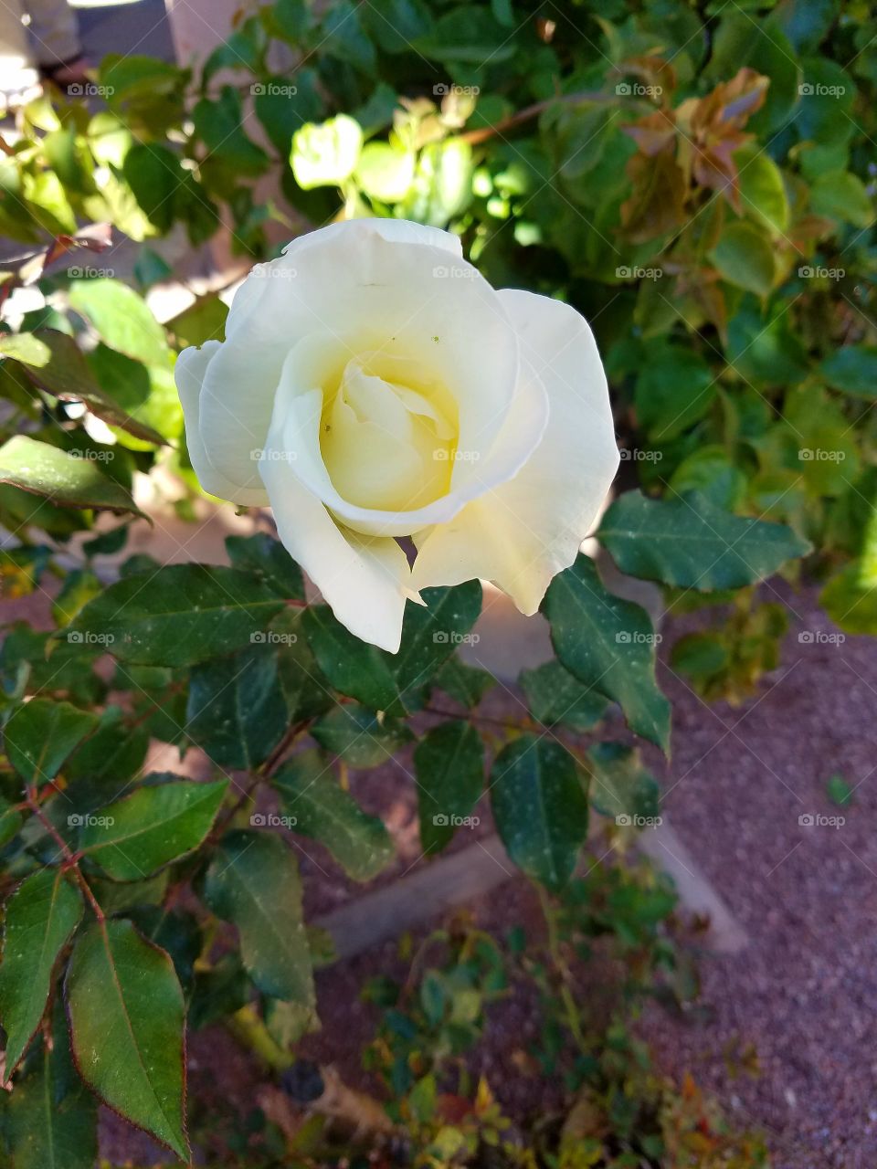 White rose