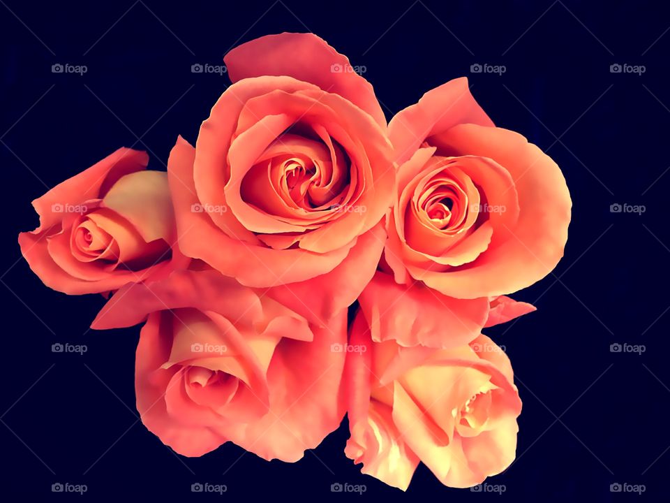 Orange roses
