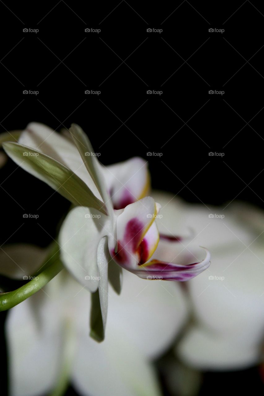 side view of orchid