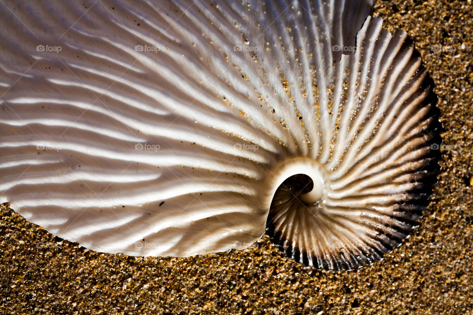 Shell form