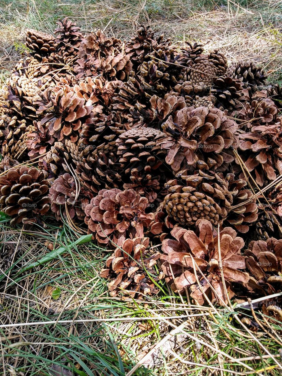 cones