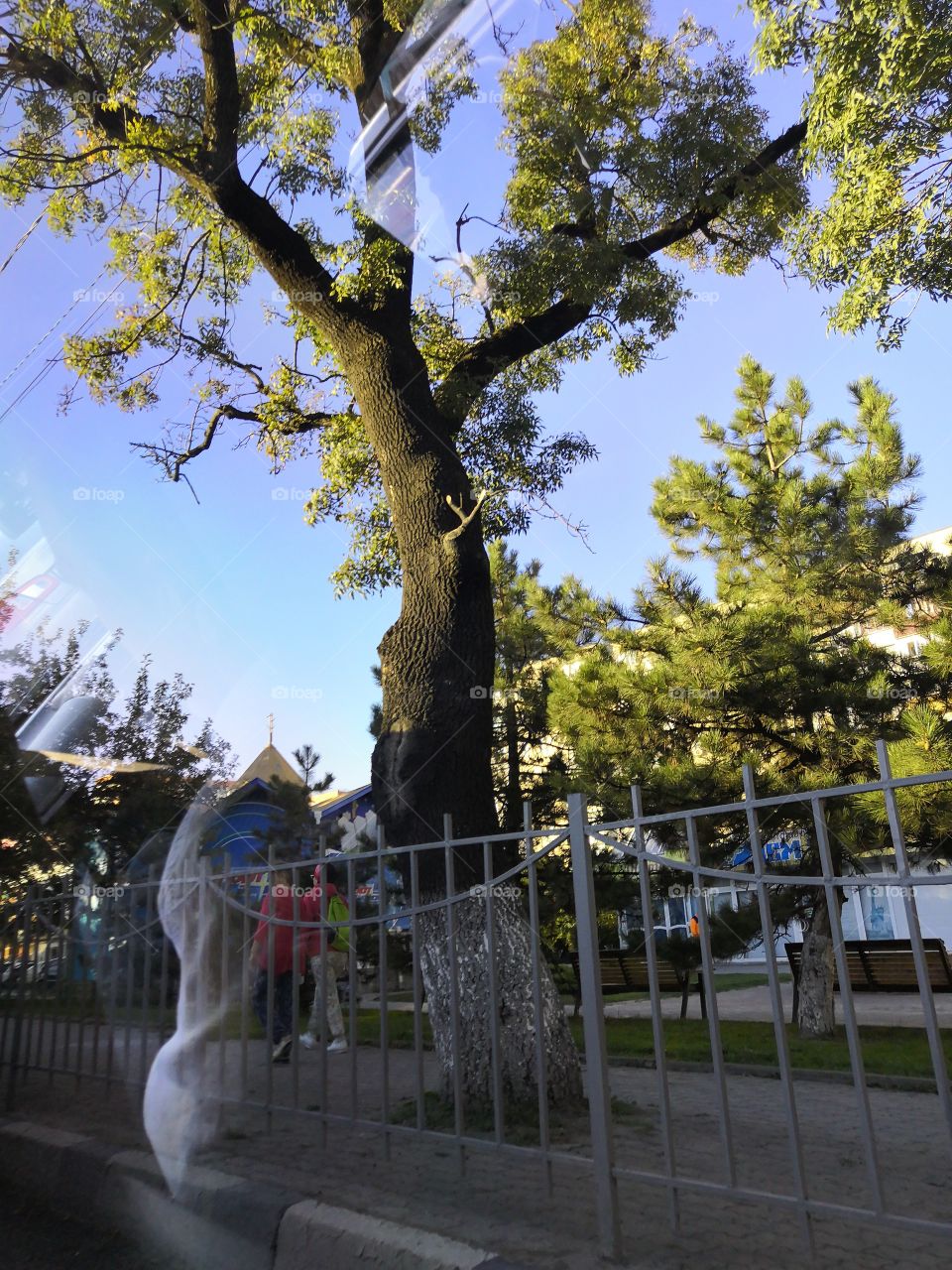 Tree from the car window