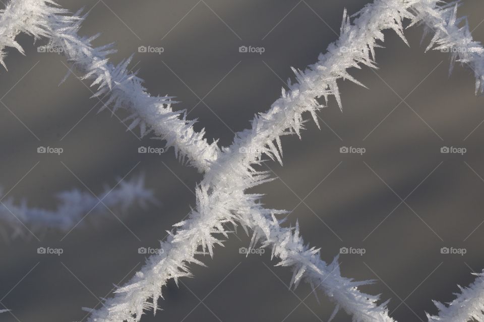 Close-up of a frozen fence