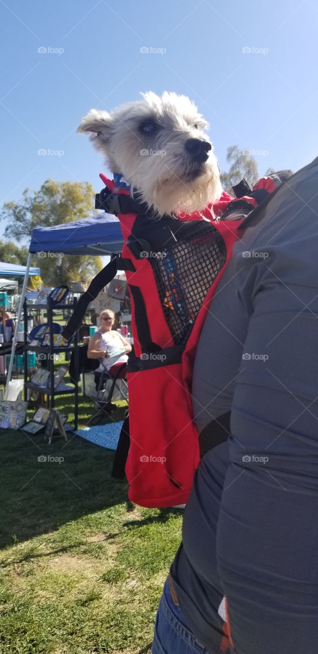 spring walk with you