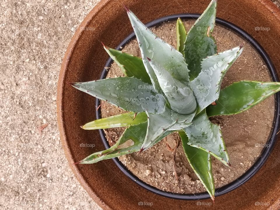 Plant portrait