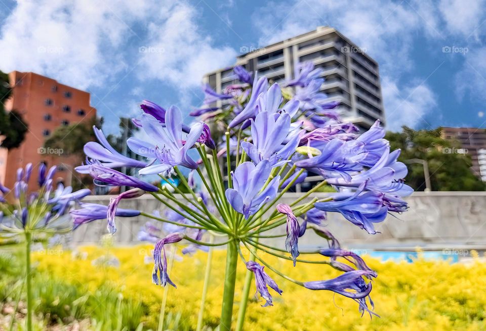 agapanthus flower in the park with city buildings in the background