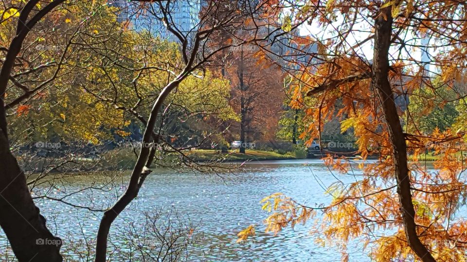 pond in the fall central park