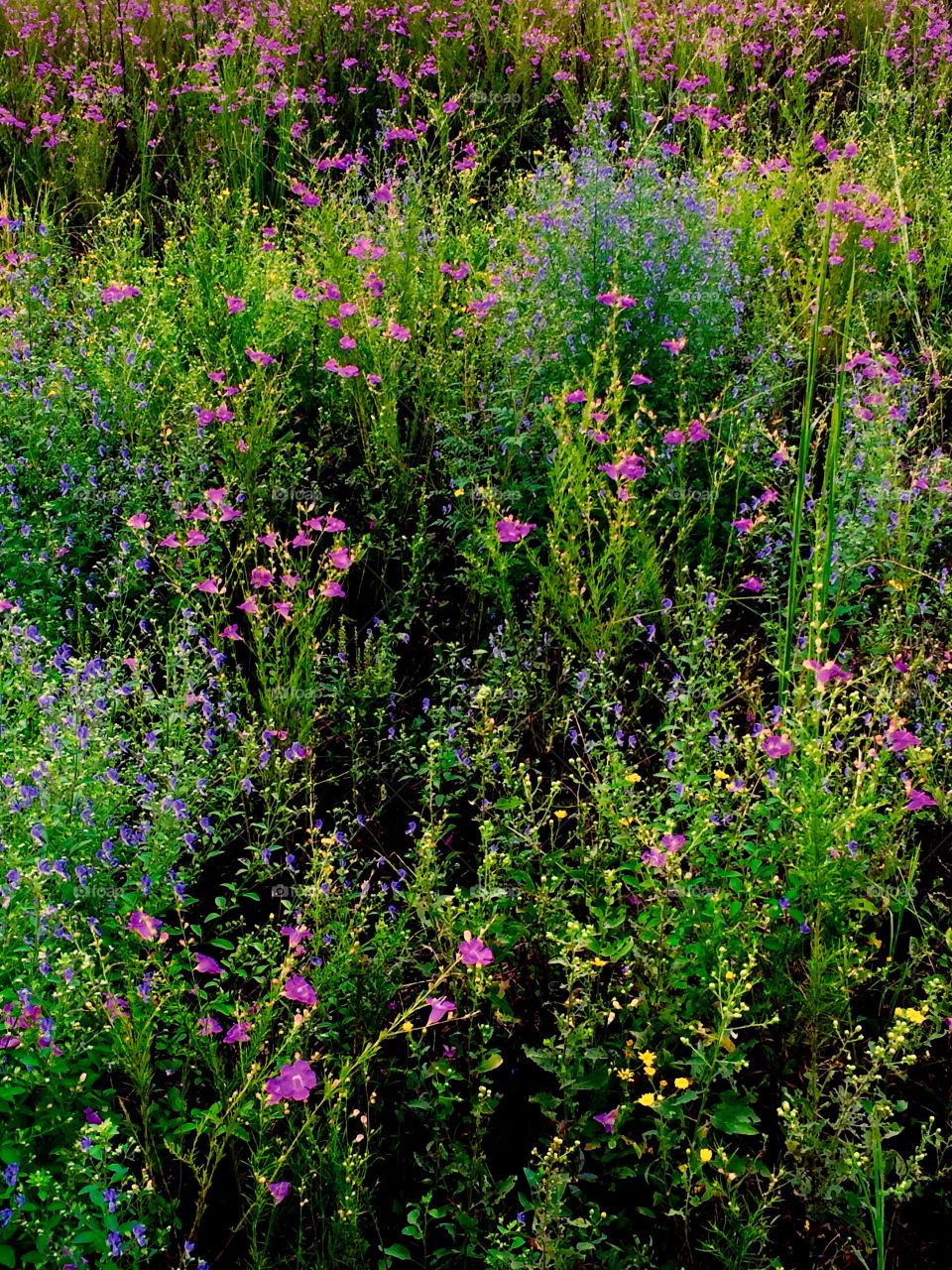 Wild flowers