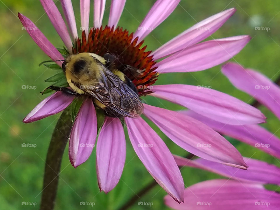 Bee on a vibrant coneflower