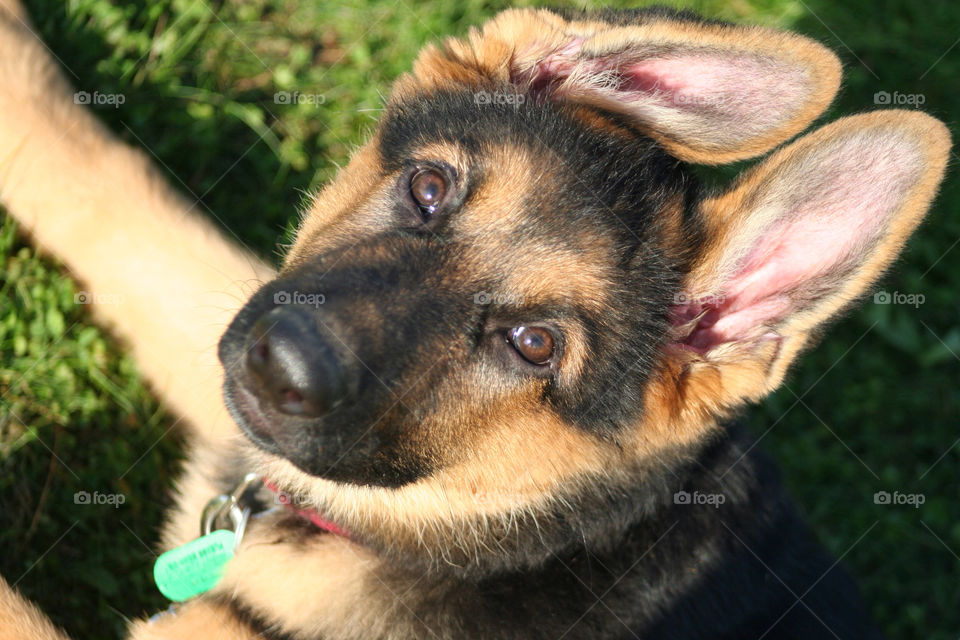 gsd puppy