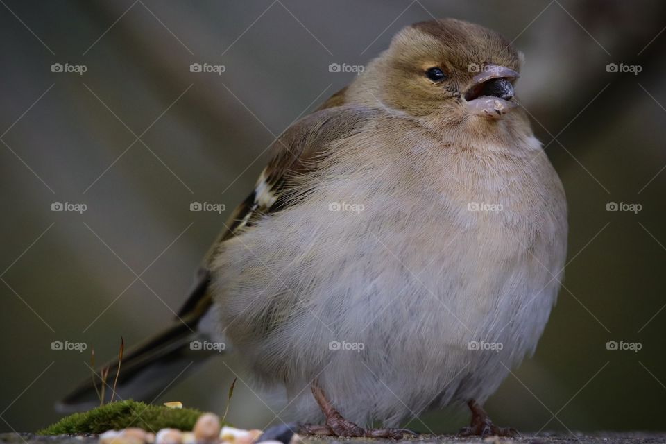 Chaffinch 