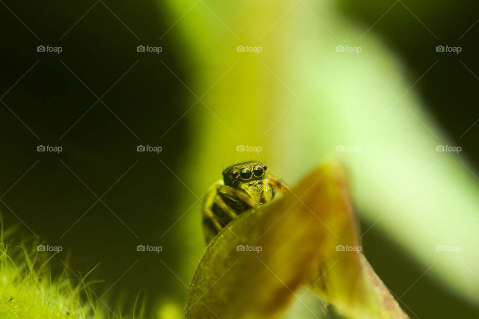 nature macro closeup leaf by mathsonlee