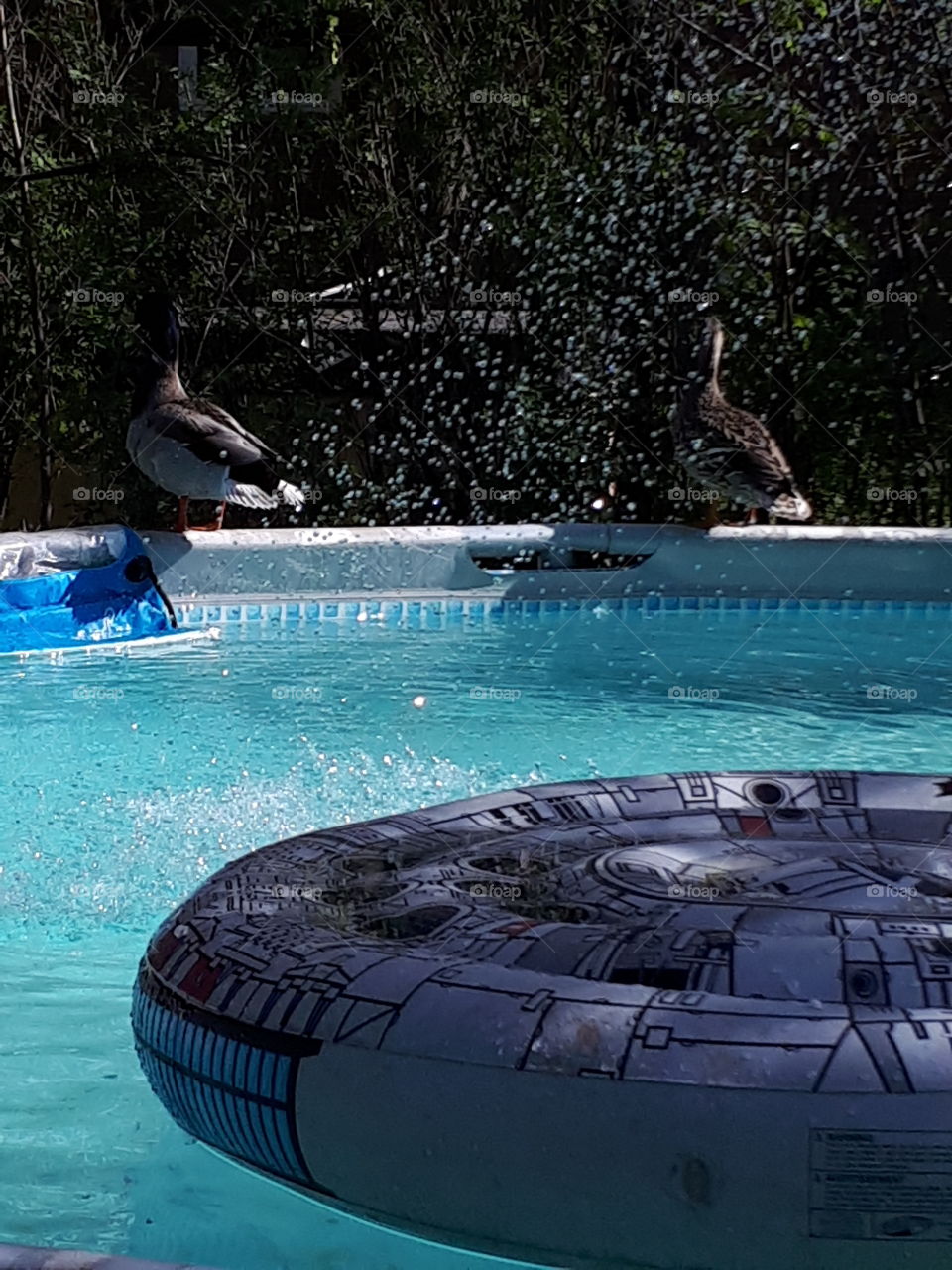 ducks pool summer