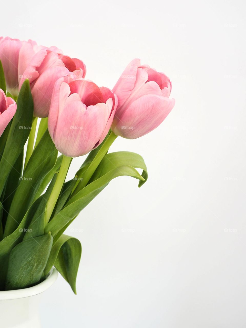 Pink tulips close-up