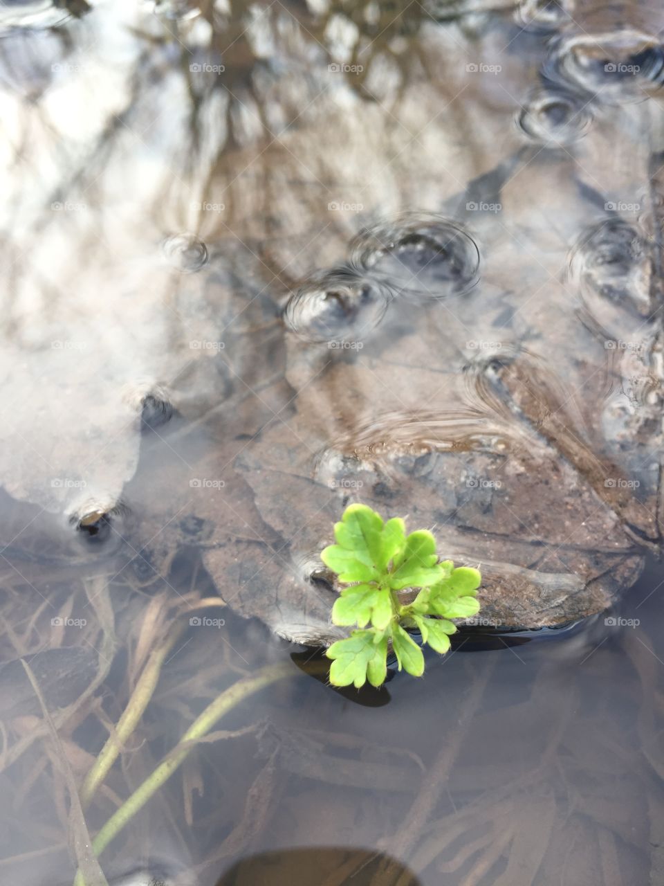 Green plant amongst dead leaves in a pond 