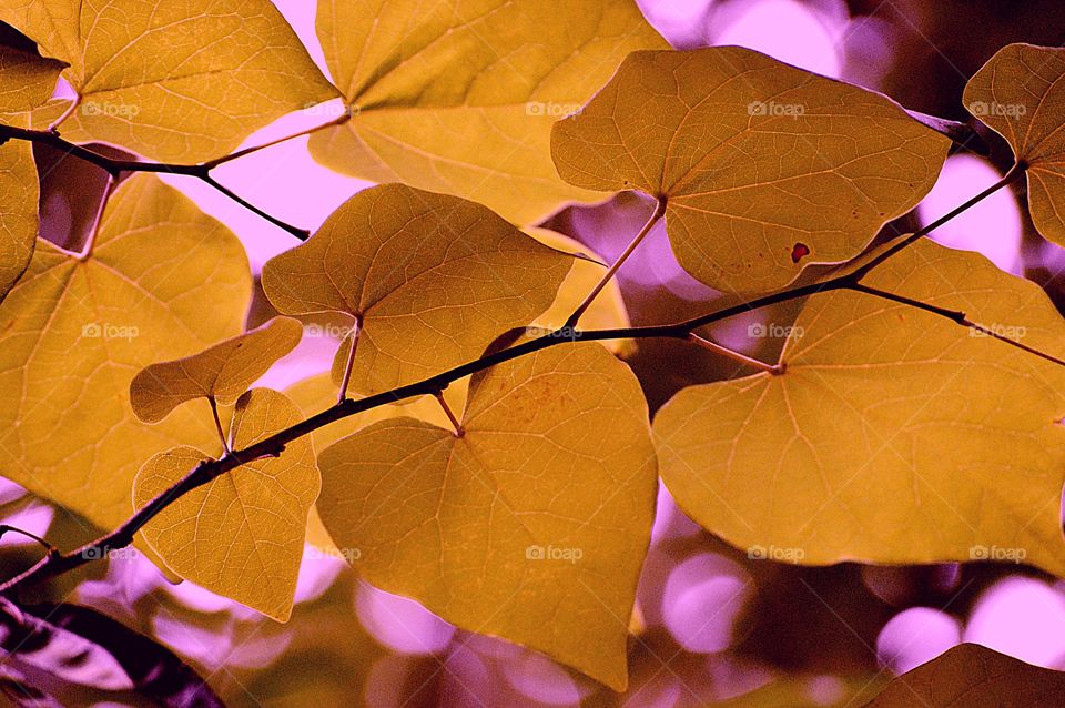 During a sunset the sky had turned a beautiful pink and the leaves seemed to glow golden as they swayed in the branches.