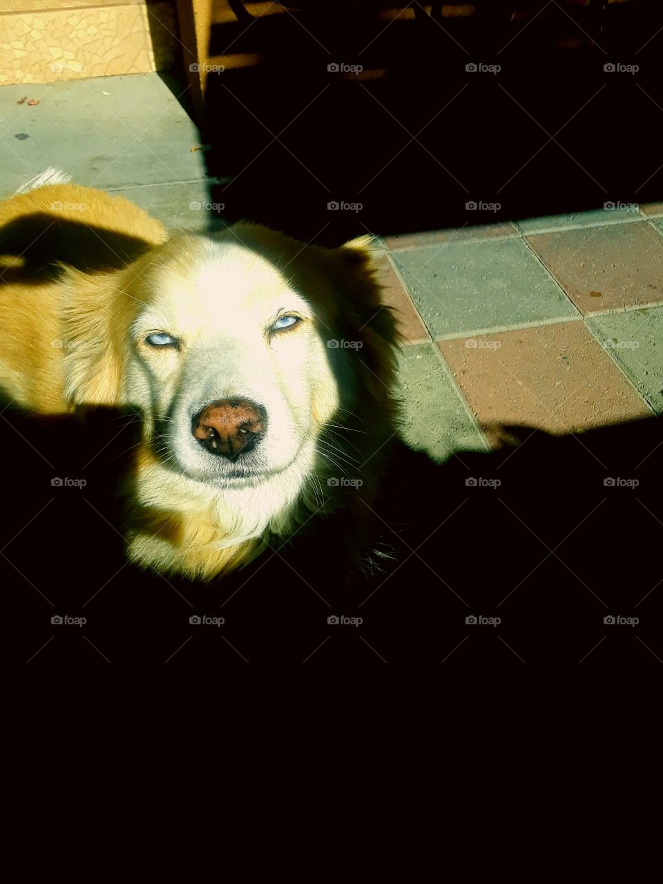 female dog and sun
