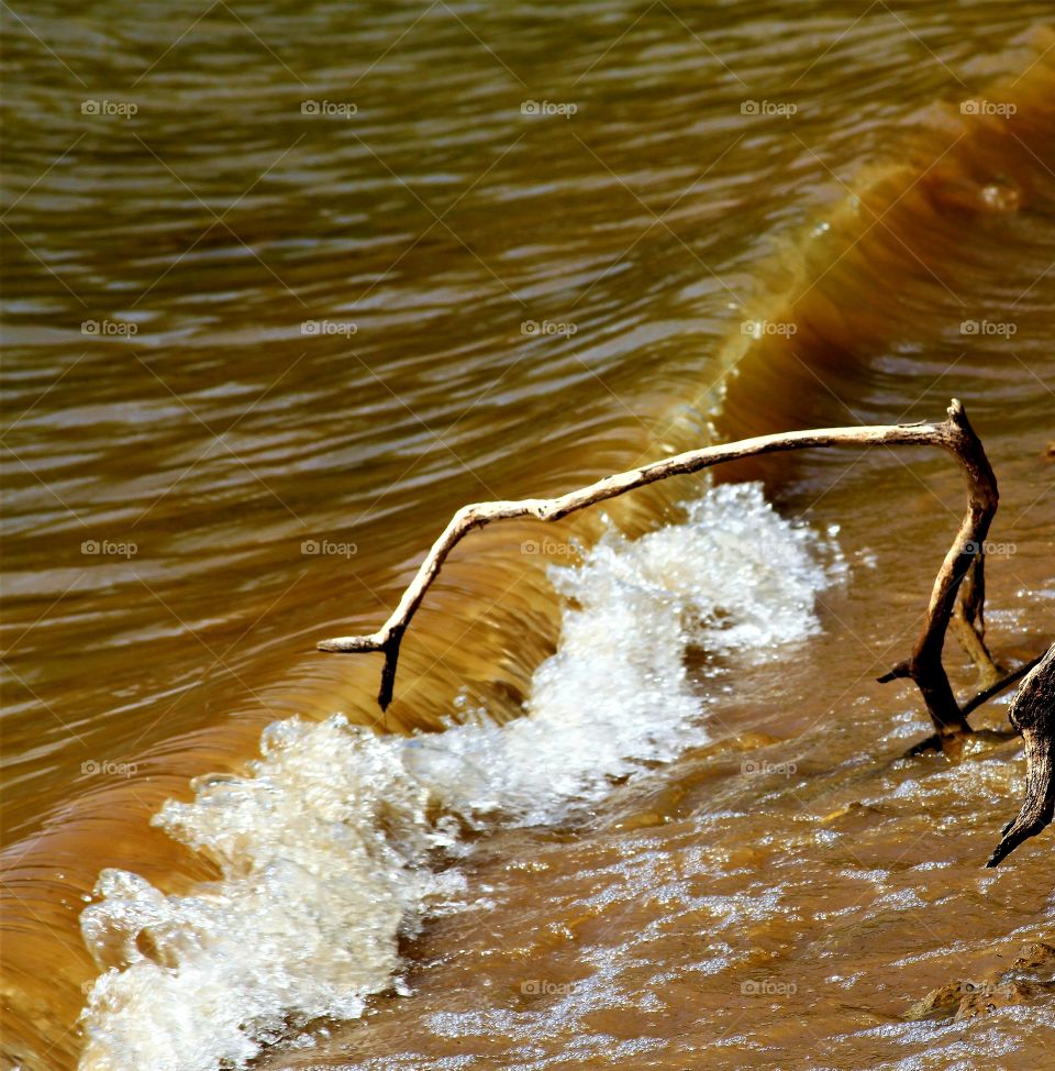 driftwood looking like it is diving into the water.