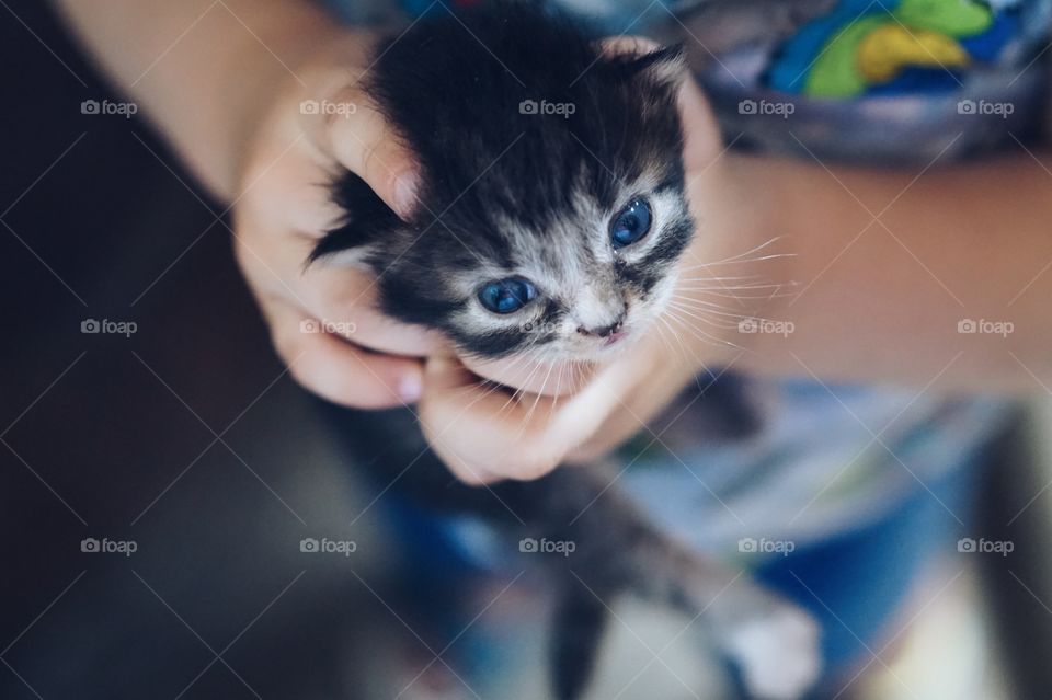 Kitten in kids hands 