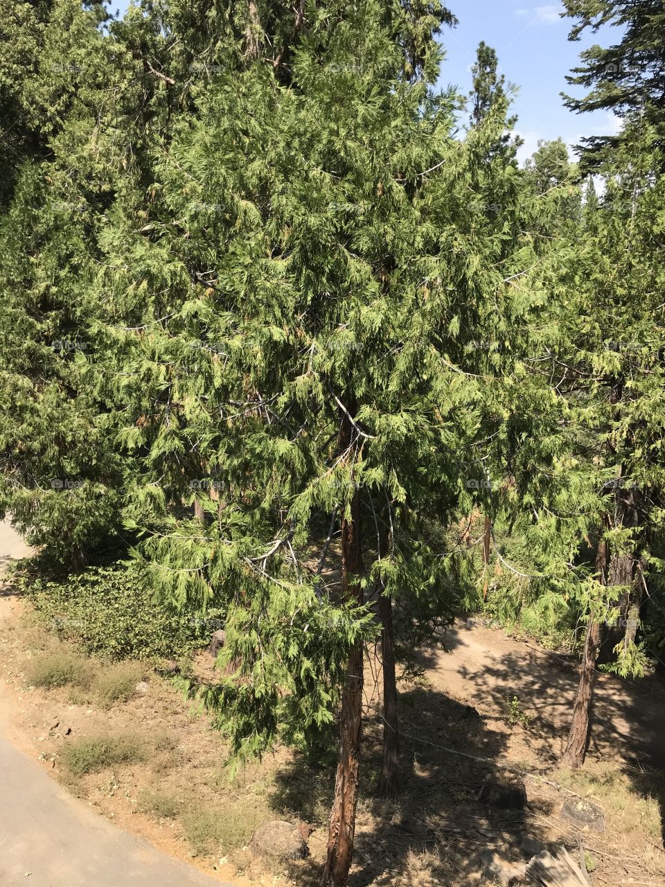 A beautiful sight for sore eyes. This tree along with other trees in the mountains shows natural beauty and grace. It is worth looking at with joy and appreciation.
