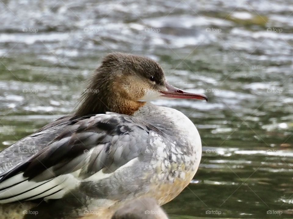 Merganser