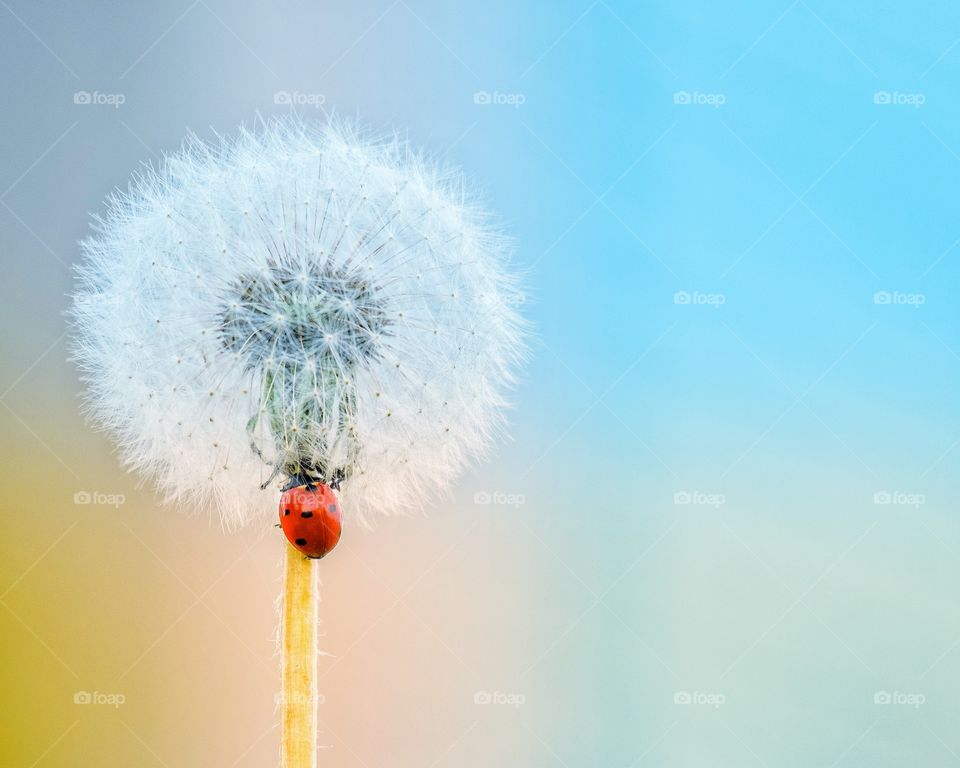 Close up lady Bug