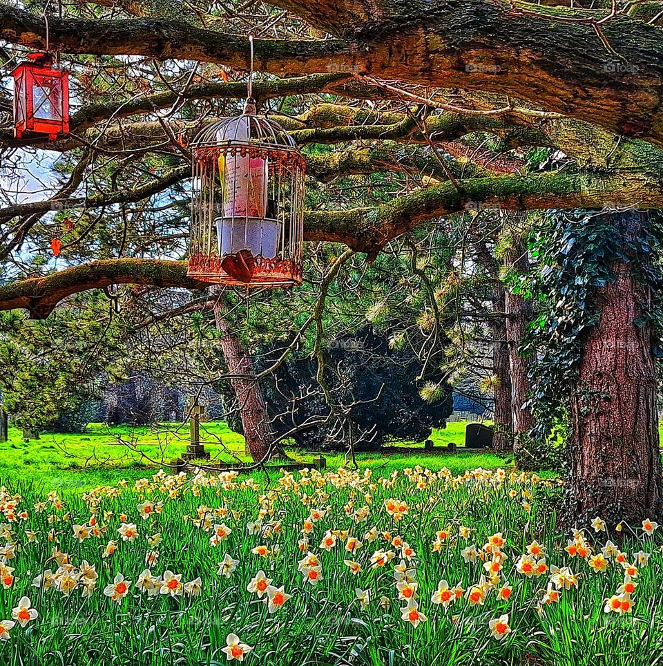 Image showing view across Colchester cemetery with Barrett Browning daffodils under overhanging tree branches strung with commemorate lanterns