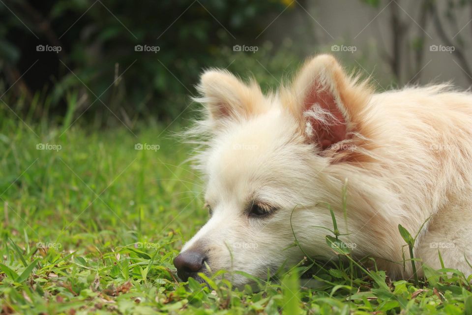 when the dog feel sad