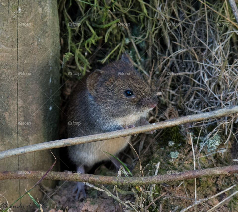 Bank vole chilling out on  a sunny morning 