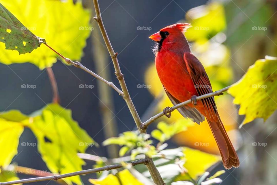 Male Cardinal in Tree