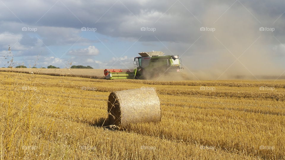 Harvest. Harvester crops 