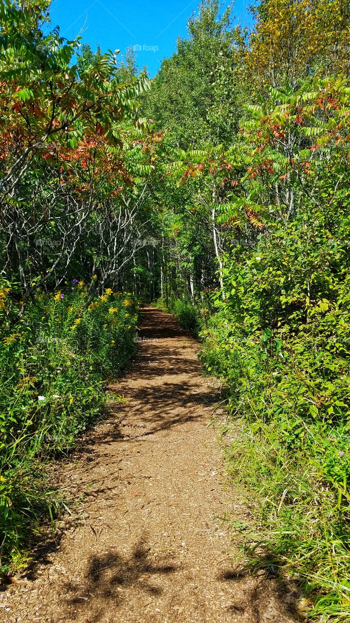 Fall Trail