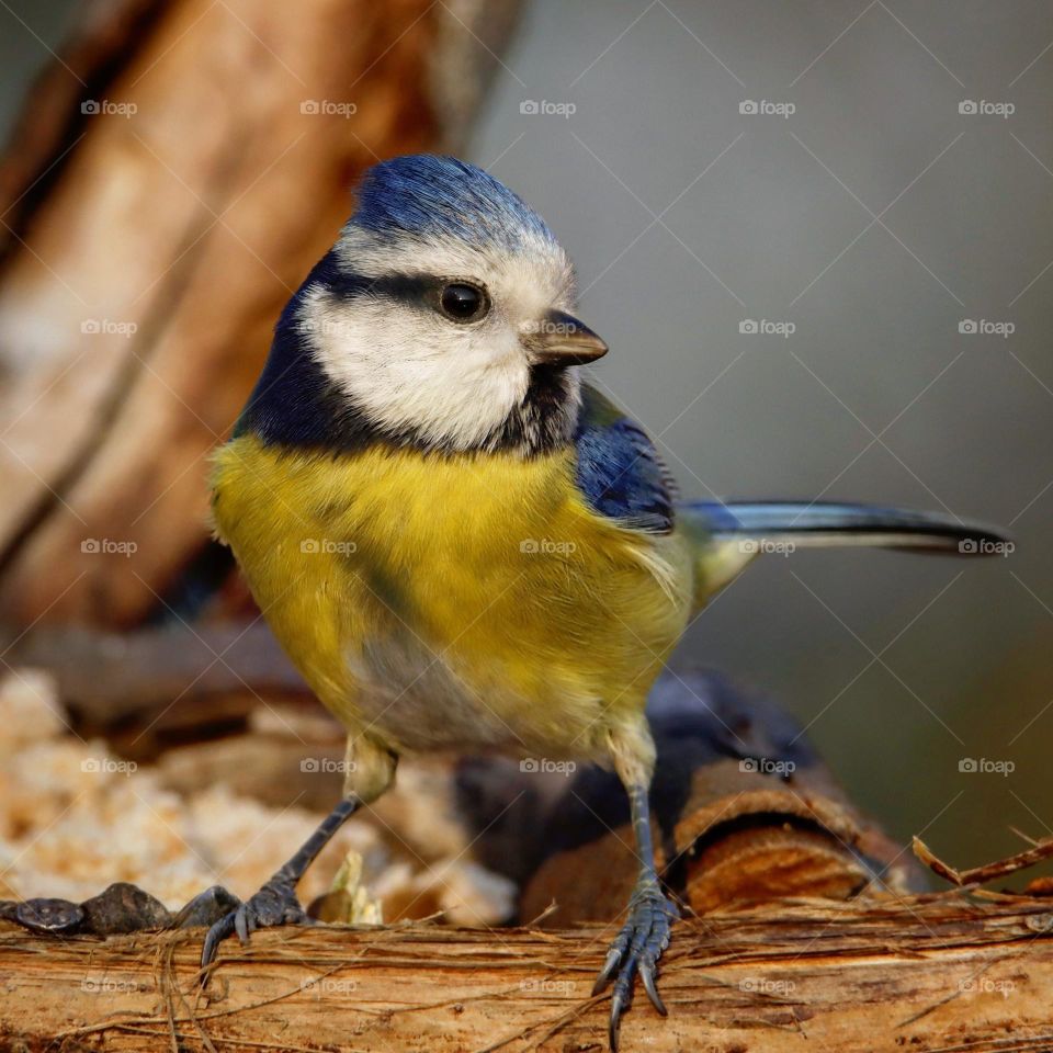 Beautiful and cute bird