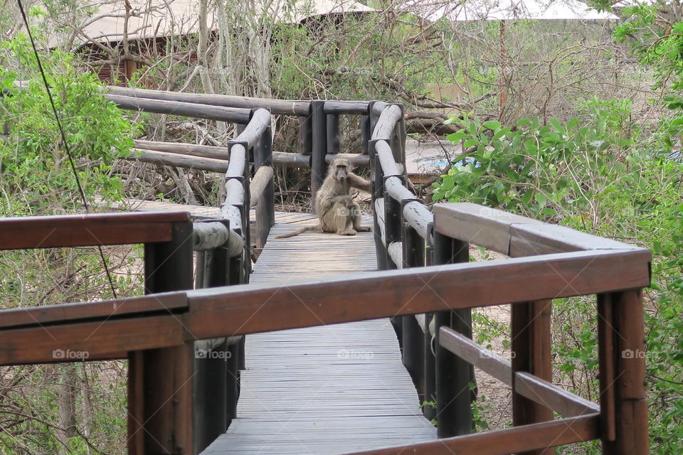 Cheeky monkey at the Kruger national park. 