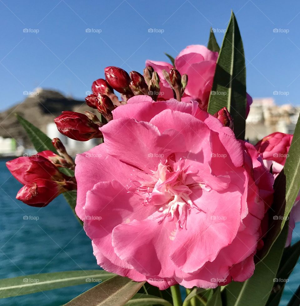 pink flower and rose buds opening for spring