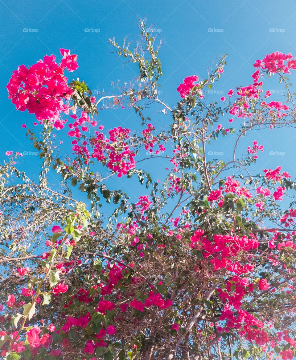 a beautiful Bougainvilleans with pink flowers