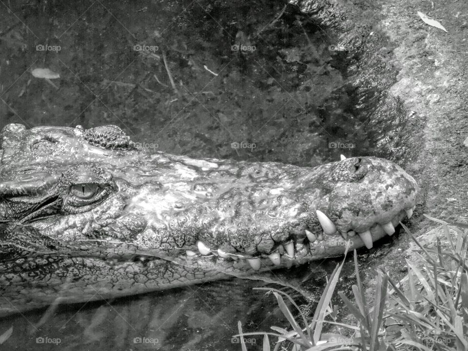 Salt water crocodile. Salt water crocodile in Madras crocodile park.