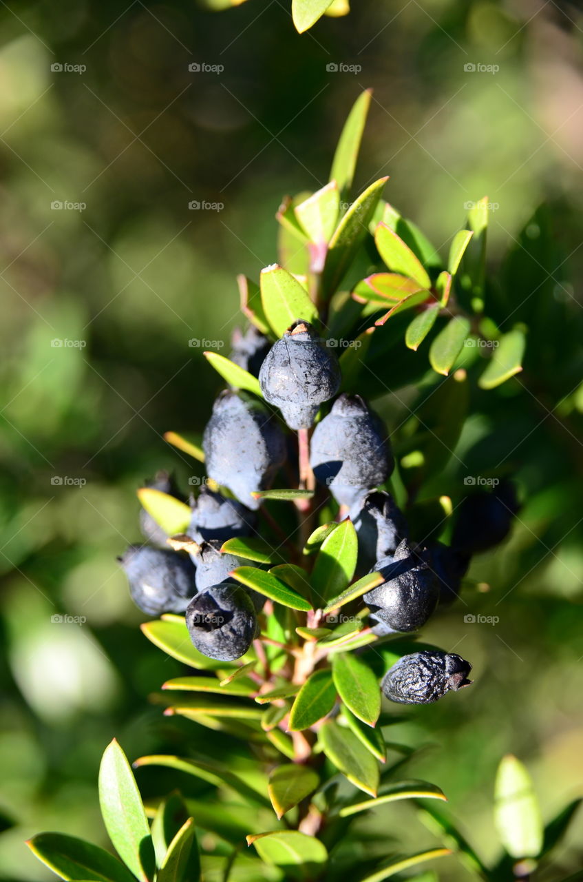 Berries 