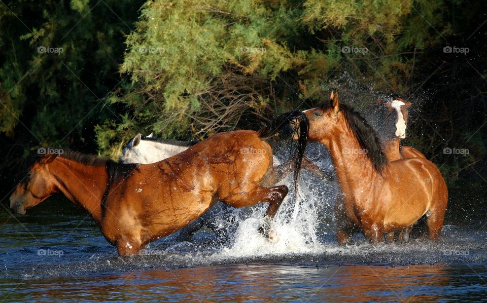 Wild Mare Telling Stallion No