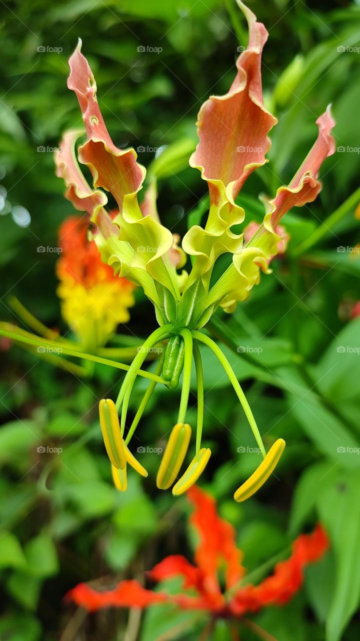 beautiful flower from Gloriosa superba family