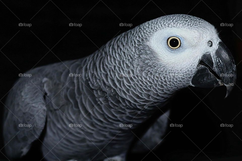 Gray African Parrot, Jaco