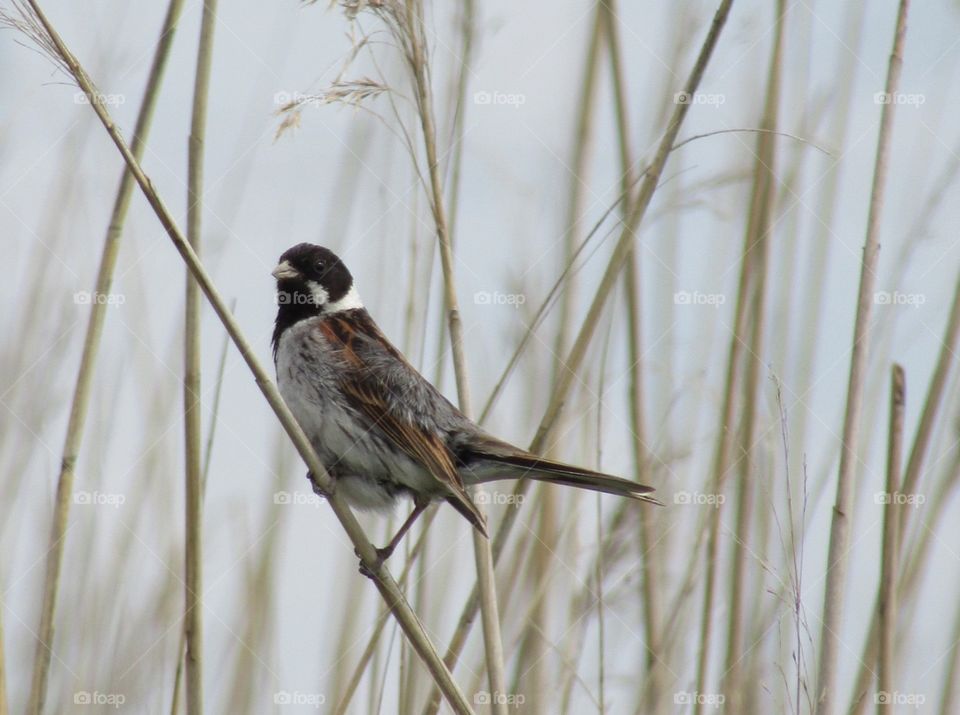 Reed bunting