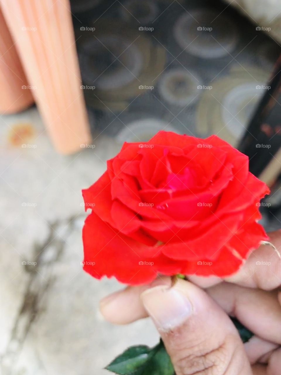 Red Rose for Valentine