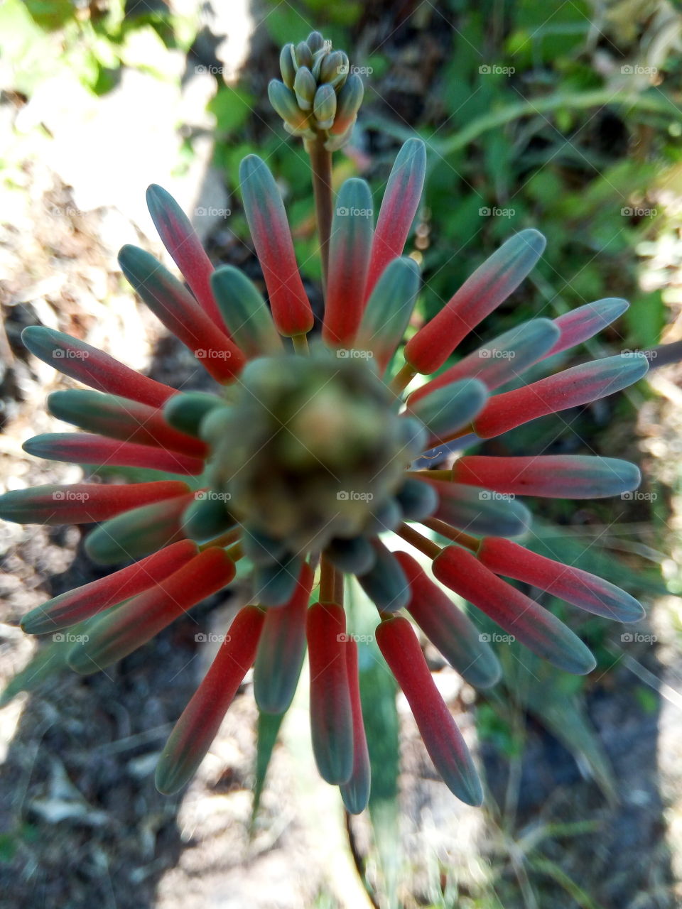flower buds