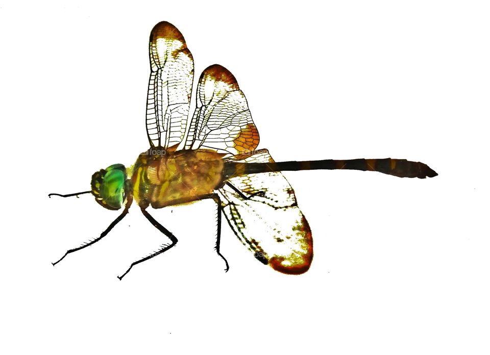 dragonfly,white background