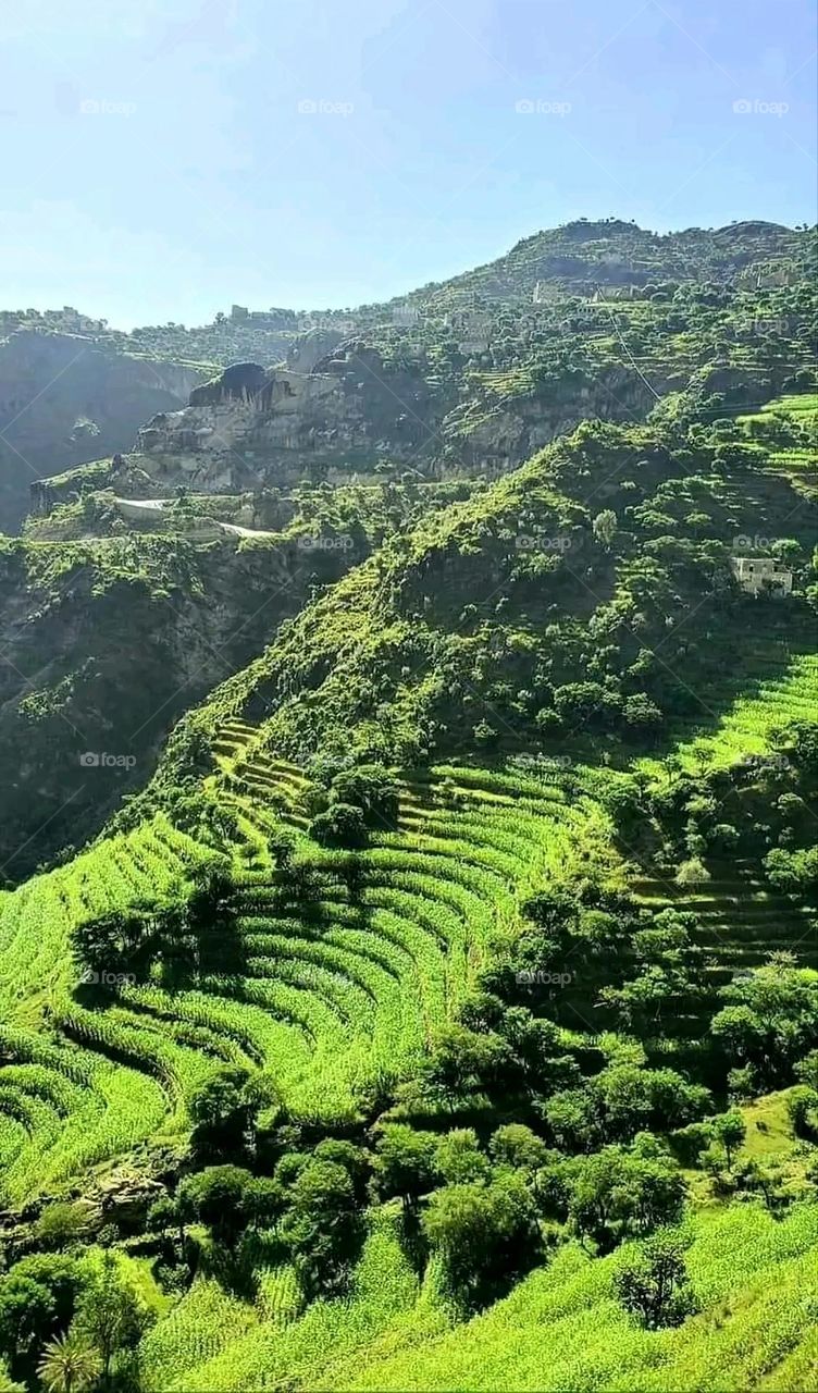 A very beautiful picture, and there is no better picture than it. There is no better picture of green herbs and colorful, red and white roses than it. Glory be to God, the natural and picturesque view, and there is no more