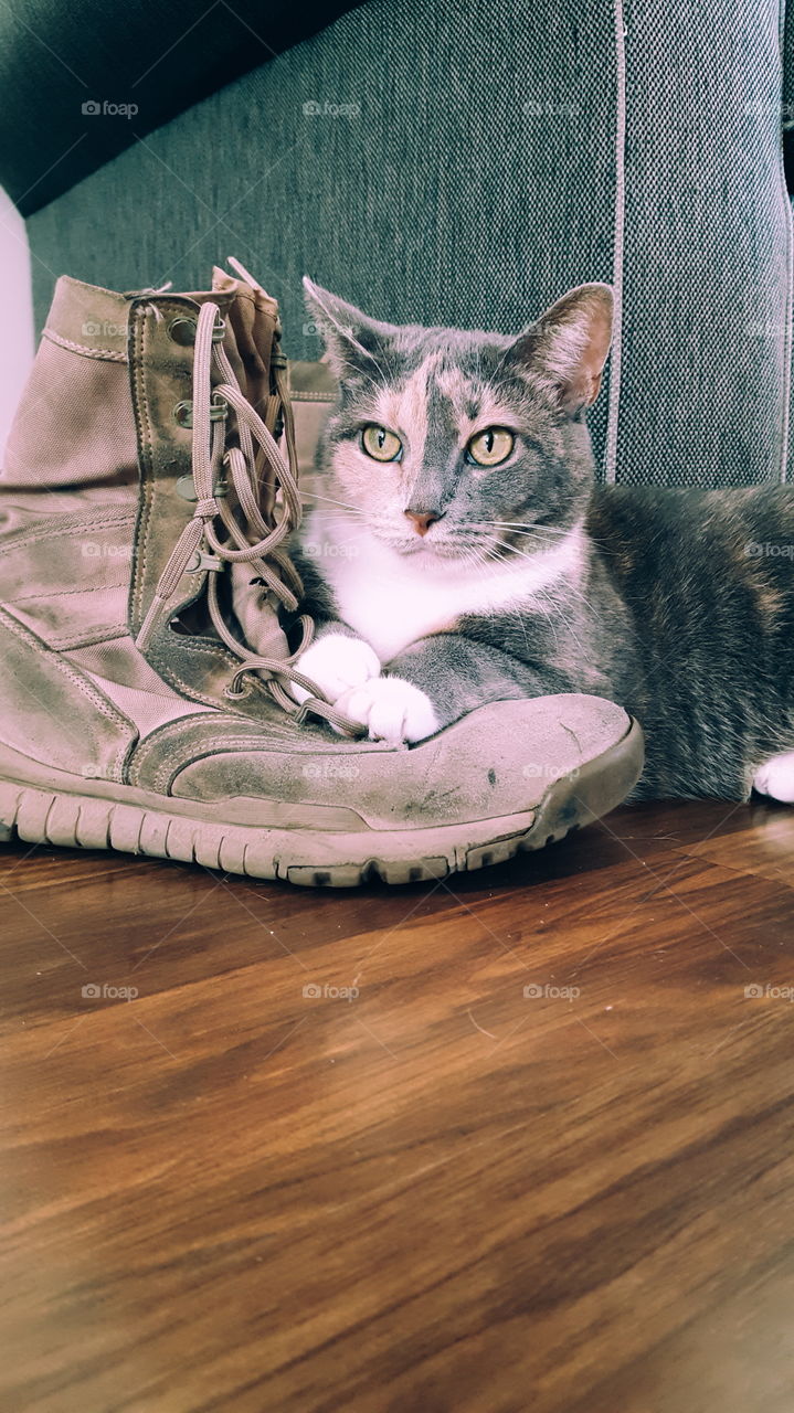 puss and boots