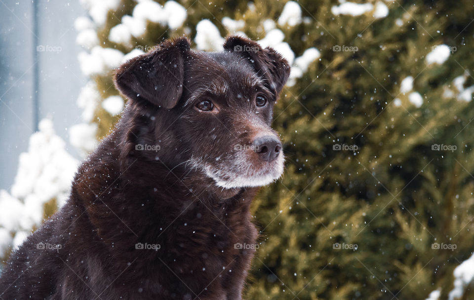 Poppy in the snow!